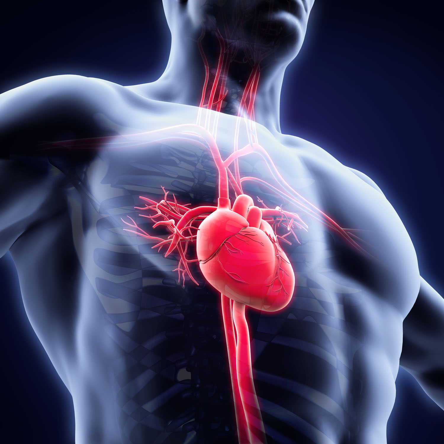 HIPERTENSIÓ ARTERIAL I NUTRICIÓ