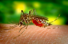 JA TENIM AQUÍ ALS MOSQUITS!