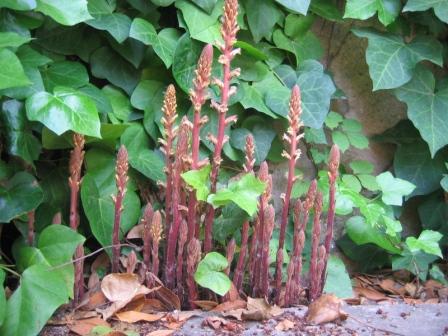 Plantas parásitas 