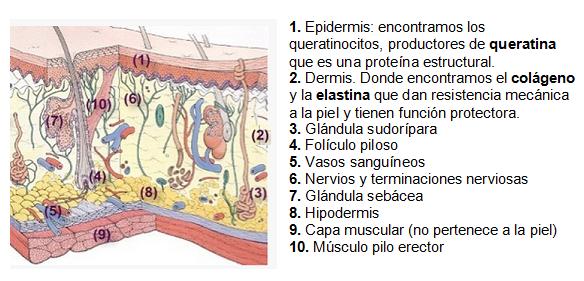 TU PIEL: TU CARTA DE PRESENTACIÓN