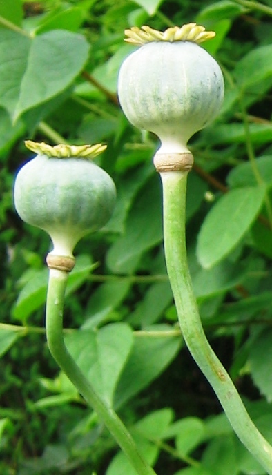 Papaver sommniferum