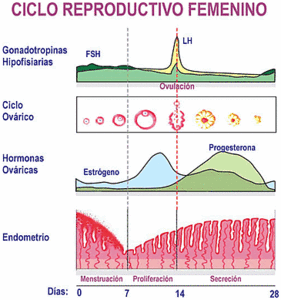 ¿Como funciona el ciclo menstrual?