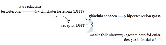 reacción biológica de la testosterona