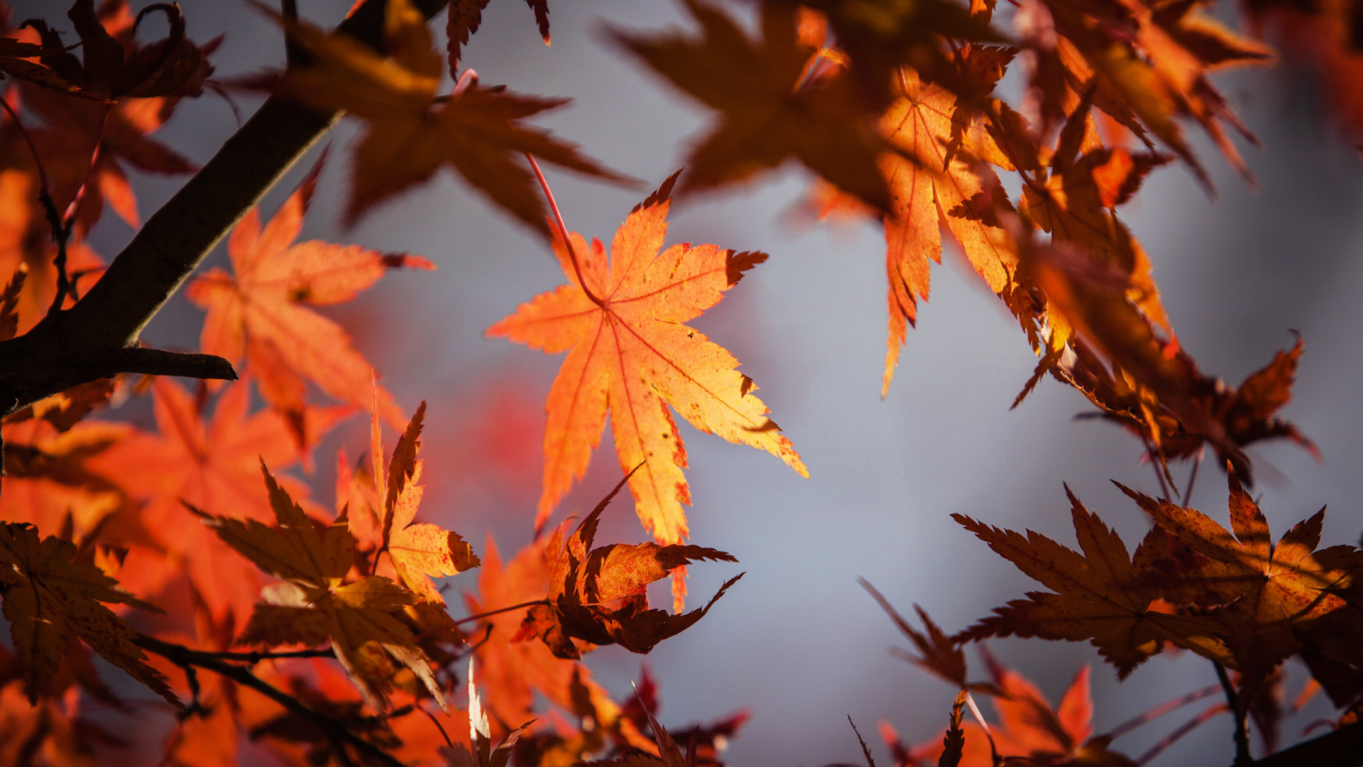 Cuidados capilares en otoño