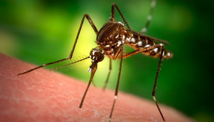 Gama de productos contra Mosquitos. No te lo pierdas