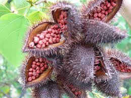 Bixa Orellana, frutos de la bixa orellana, anticeptico, protección solar, cicatrizante