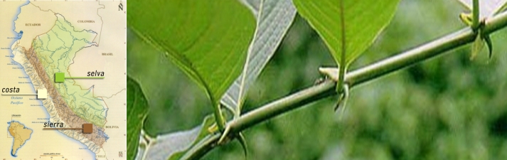 Una De Gato El Secreto Curativo De La Selva Amazonica