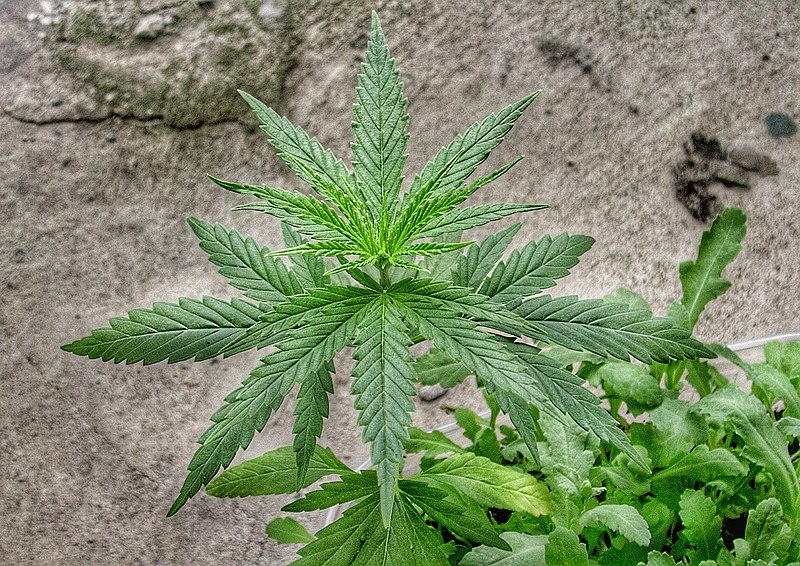 Cannnabinoides: una alternativa natural para el tratamiento del dolor.