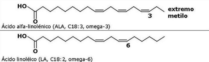 Omega 3, Omega 6 y Omega 9