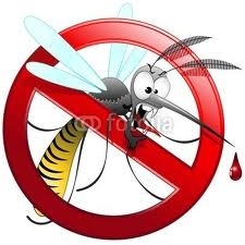 MOSQUITO-TIGRE-1