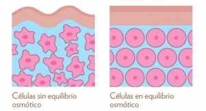 diferencia entre celulas con y sin equilibrio osmótico