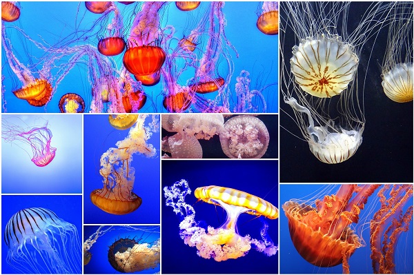 ¿Cómo podemos tratar la picadura de una medusa?