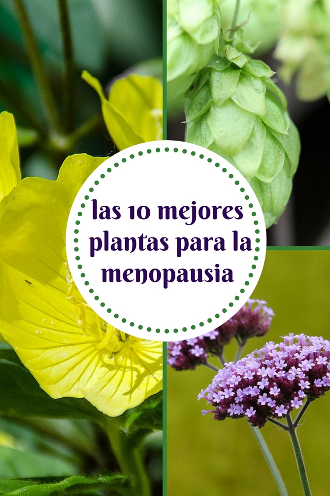 Las 10 plantas que pueden ayudarte en la menopausia